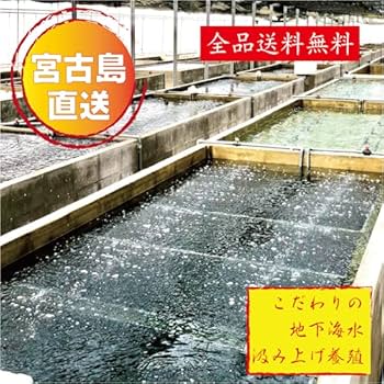 Amazon | 生 海ぶどう 【茎付き2㎏（250g×8）】茎が多いB品です